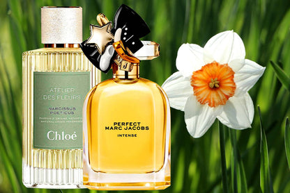 Inspired By Chloe dafoddil narcissus